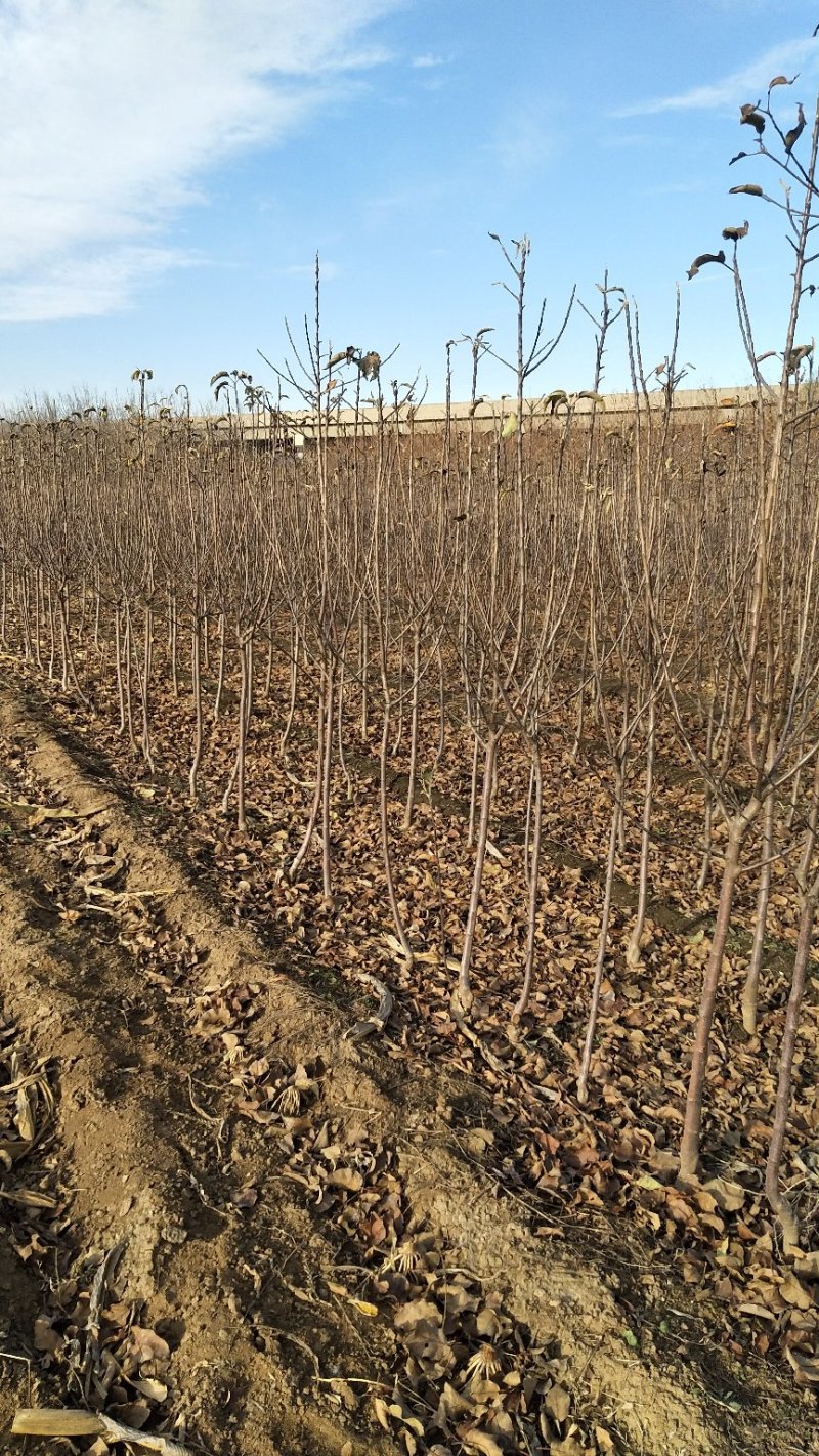 苹果树2-10公分，2-5公分量非常大，
