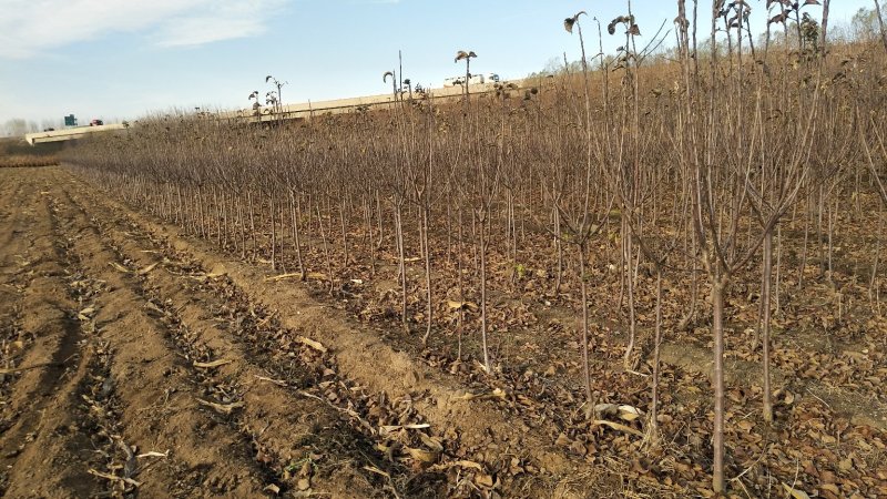 苹果树2-10公分，2-5公分量非常大，