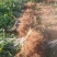 桂花苗一各种大小桂花、规格齐全、根系发达、健壮无病