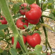 【高端】郑研种苗高抗病毒病番茄种子口感好硬果番茄种子