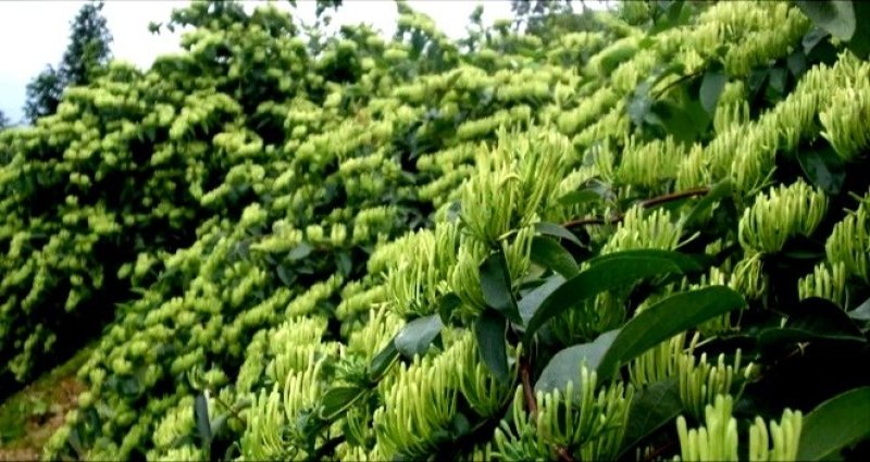 湘蕾五号金银花，又号称金翠蕾，渝蕾一号产地直销省工产量高