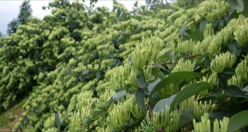 湘蕾五号金银花，又号称金翠蕾，渝蕾一号产地直销省工产量高
