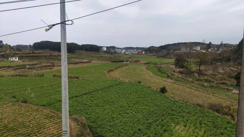 【有好货】精品豌豆尖【渝绿生鲜】有好货