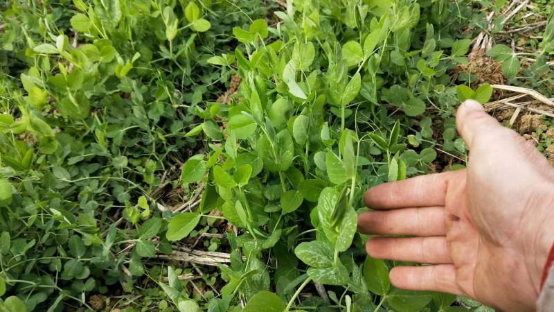 【有好货】精品豌豆尖【渝绿生鲜】有好货