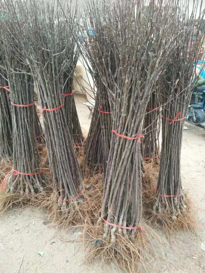 冰糖心苹果苗质量好价格低包纯度死苗补发品种多