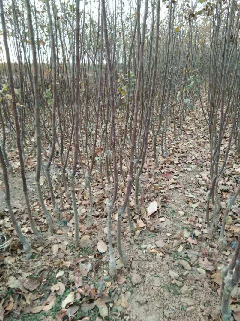 冰糖心苹果苗质量好价格低包纯度死苗补发品种多