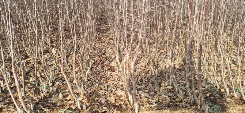 冰糖心苹果苗质量好价格低包纯度死苗补发品种多