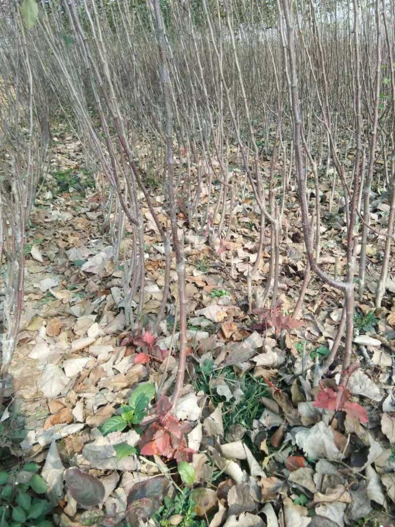冰糖心苹果苗质量好价格低包纯度死苗补发品种多
