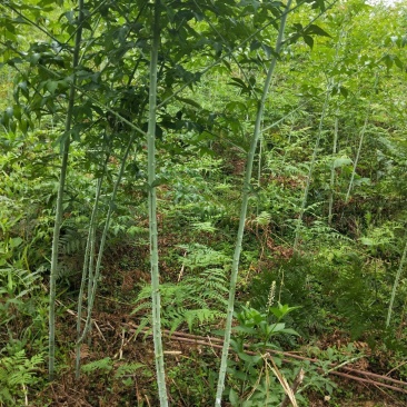 掌叶覆盆子苗树莓苗大量种植量大从优欢迎老板来电咨