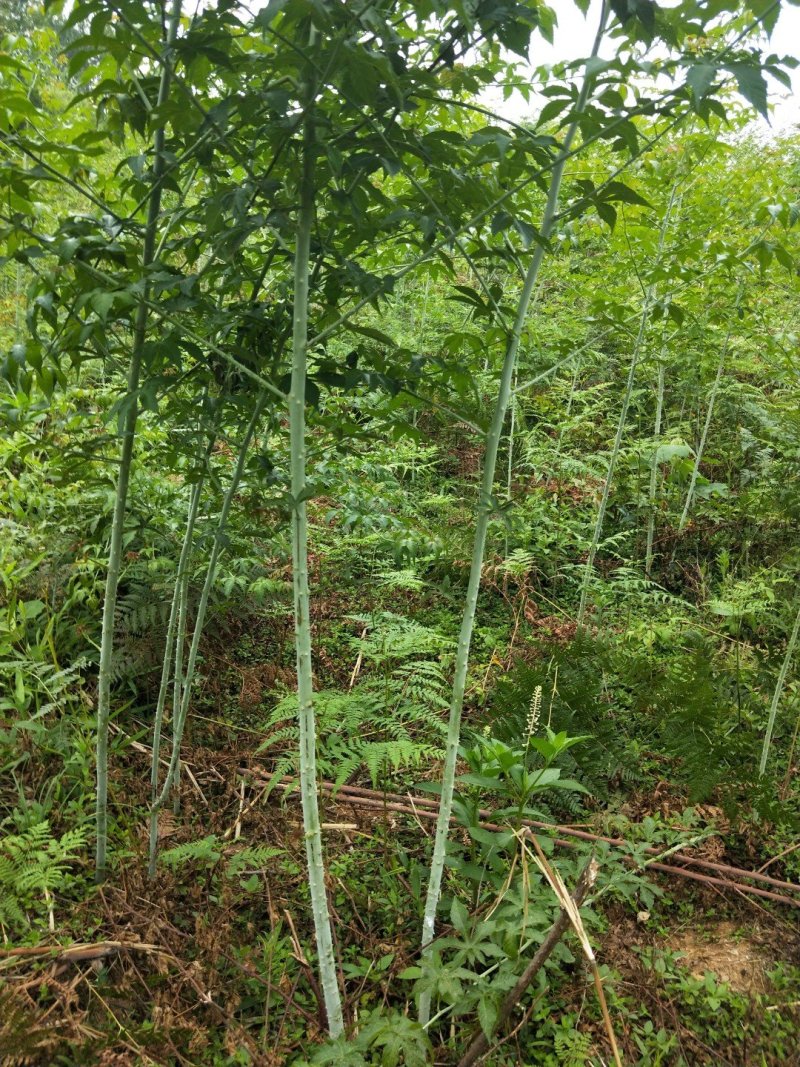 掌叶覆盆子苗树莓苗大量种植量大从优欢迎老板来电咨
