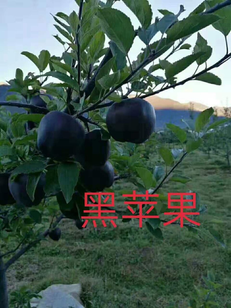 爱妃水蜜桃苹果苗蜜脆秦脆众成三号当年结果死苗补