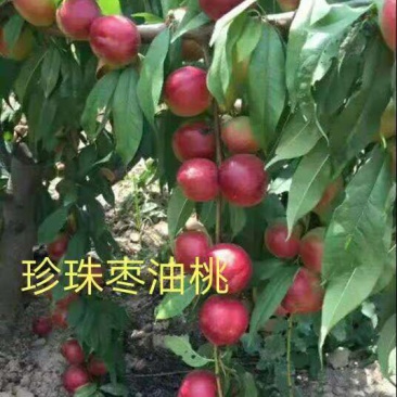 珍珠枣油桃苗包纯度包结果量大优惠死苗补发