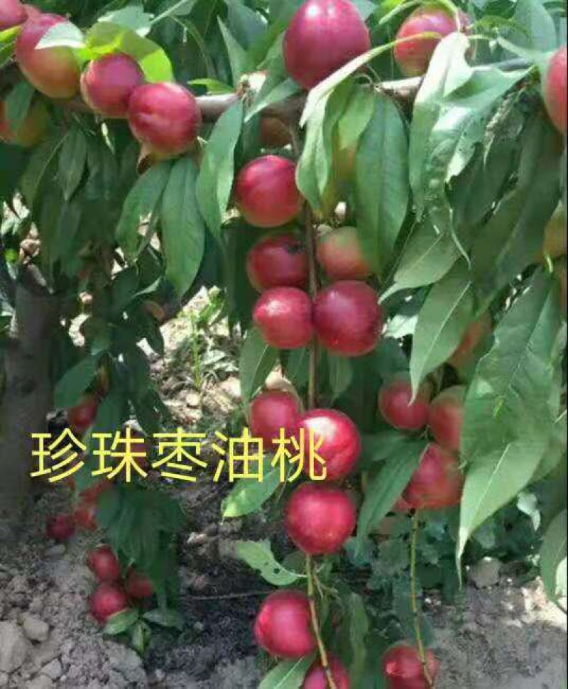 珍珠枣油桃苗包纯度包结果量大优惠死苗补发