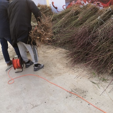 2公分桃树价格3公分4公分5公分7公分大桃树占地树