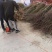 2公分桃树价格3公分4公分5公分7公分大桃树占地树