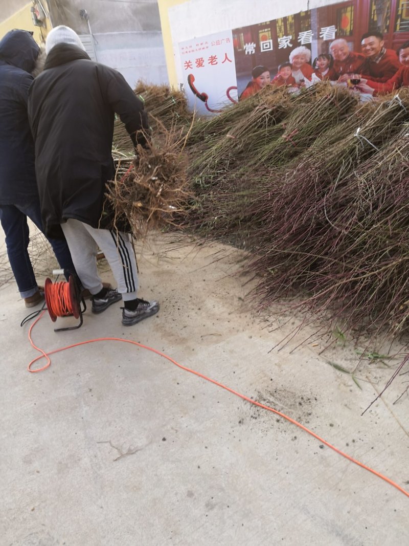 2公分桃树价格3公分4公分5公分7公分大桃树占地树