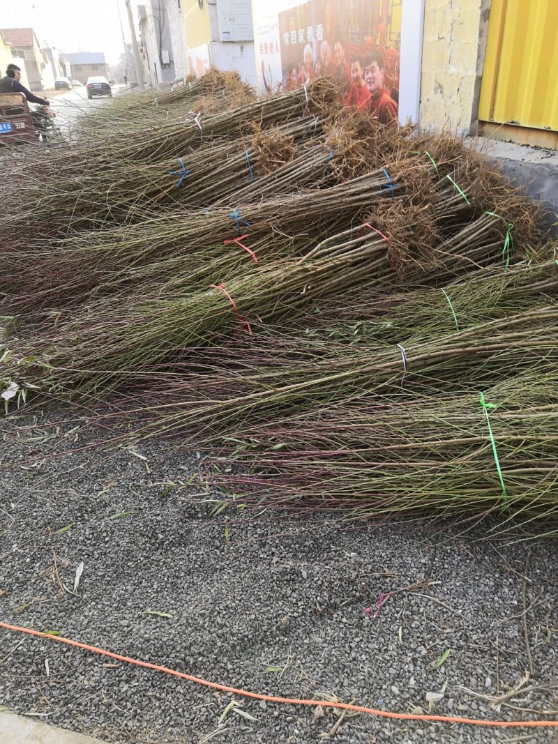 2公分桃树价格3公分4公分5公分7公分大桃树占地树