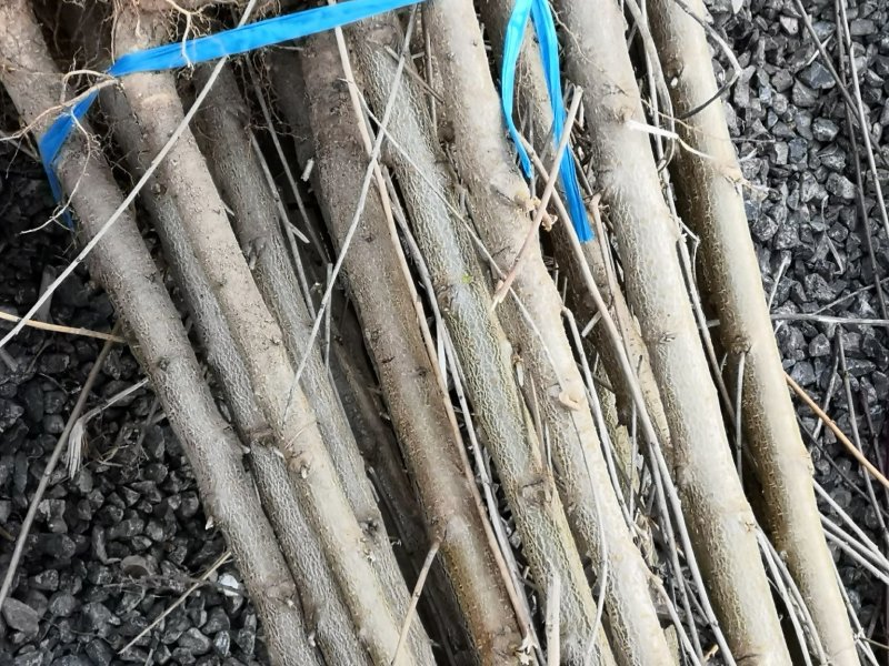 2公分桃树价格3公分4公分5公分7公分大桃树占地树