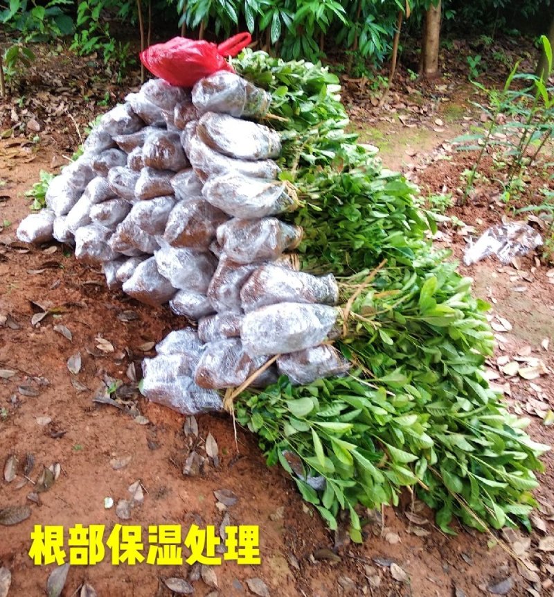 栀子花栀子苗园林绿化大叶栀子花苗自产自销批发价【包邮】