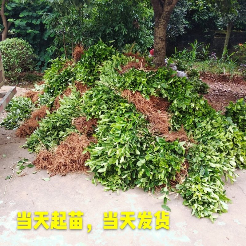 栀子花栀子苗园林绿化大叶栀子花苗自产自销批发价【包邮】