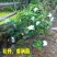 栀子花栀子苗园林绿化大叶栀子花苗自产自销批发价【包邮】
