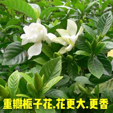 栀子花栀子苗园林绿化大叶栀子花苗自产自销批发价【包邮】