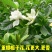 栀子花栀子苗园林绿化大叶栀子花苗自产自销批发价【包邮】