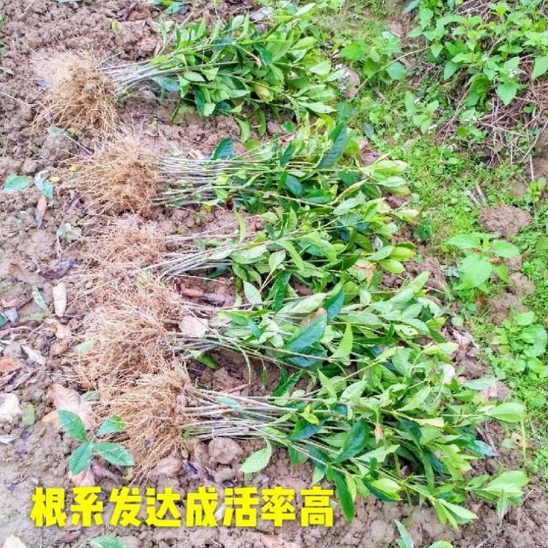 栀子花栀子苗园林绿化大叶栀子花苗自产自销批发价【包邮】