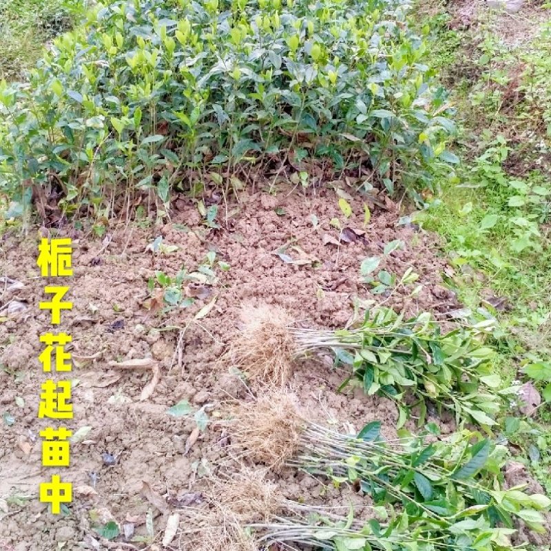 栀子花栀子苗园林绿化大叶栀子花苗自产自销批发价【包邮】
