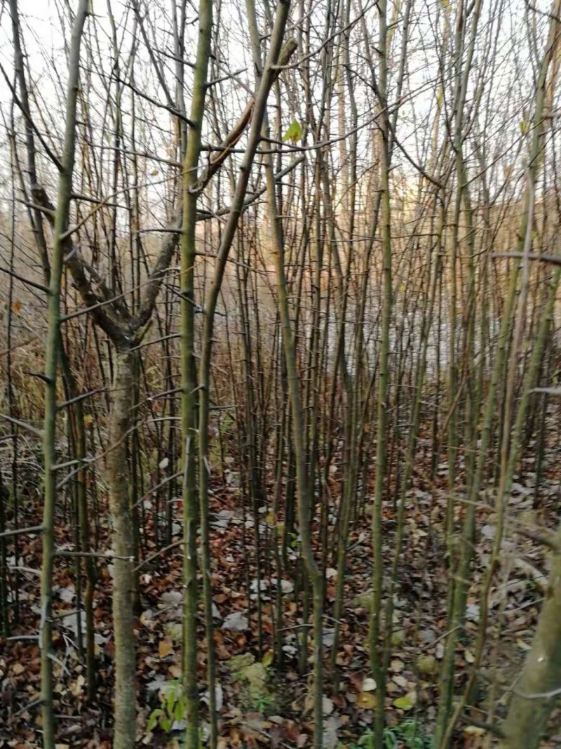 木瓜树