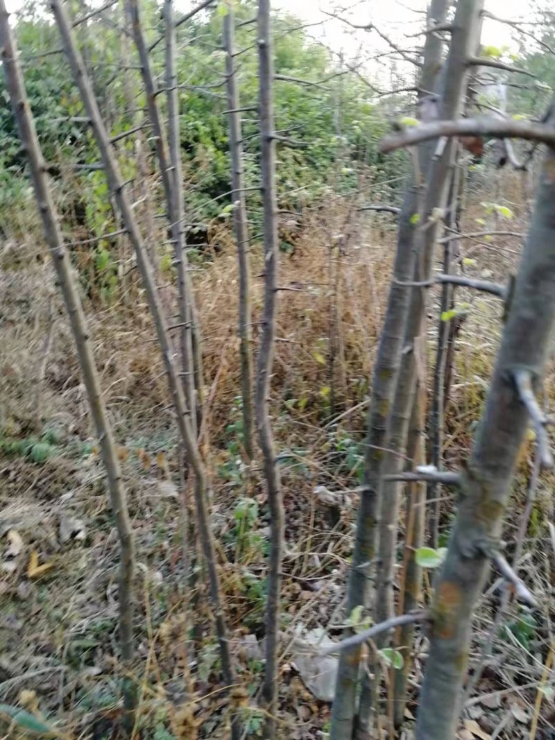 木瓜树