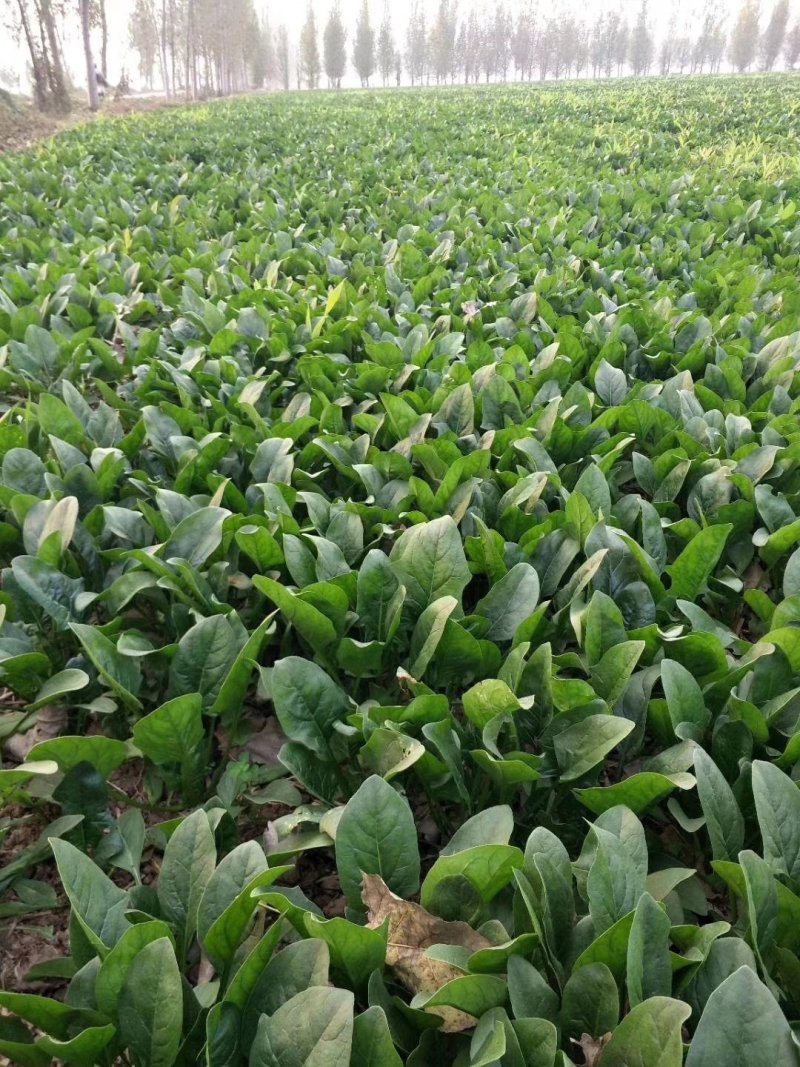 大叶菠菜基地，大量上市供应中，大棚货，质量不错