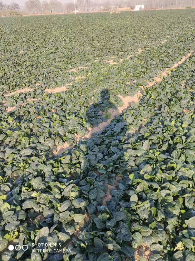 大叶菠菜基地，大量上市供应中，大棚货，质量不错