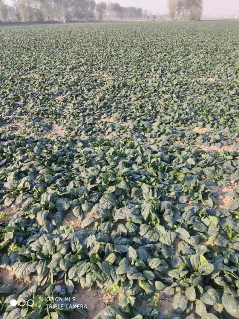 大叶菠菜基地，大量上市供应中，大棚货，质量不错