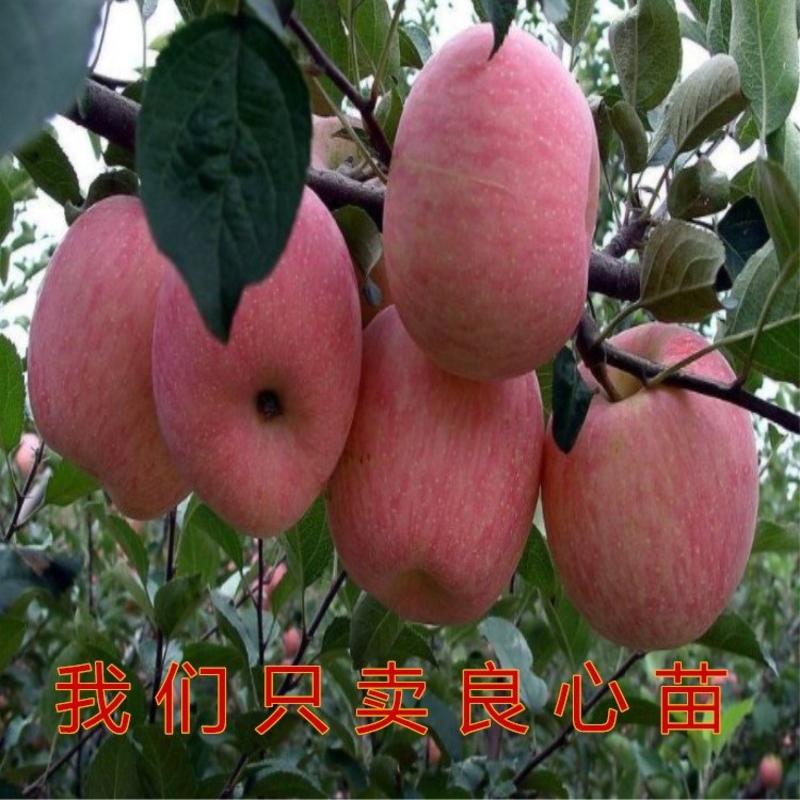 烟富10号苹果苗烟台红富士苹果树苗嫁接苹果苗包品种包结果