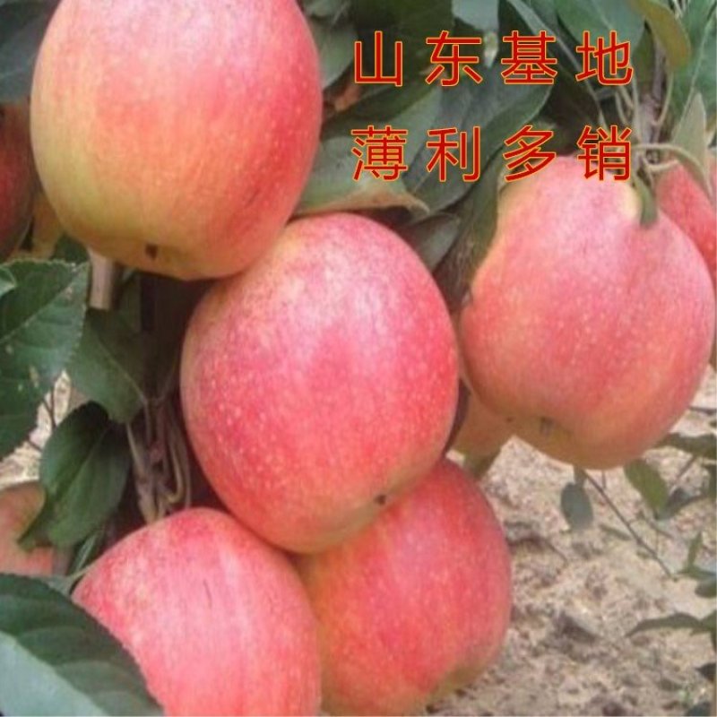 烟富10号苹果苗烟台红富士苹果树苗嫁接苹果苗包品种包结果