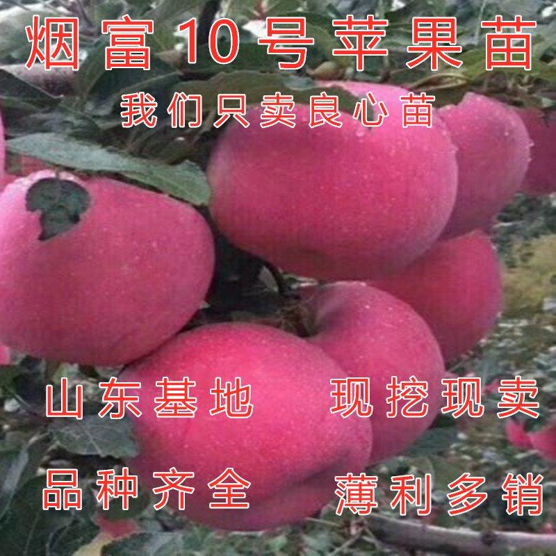 烟富10号苹果苗烟台红富士苹果树苗嫁接苹果苗包品种包结果