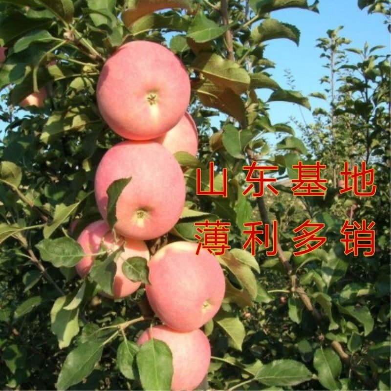 烟富10号苹果苗烟台红富士苹果树苗嫁接苹果苗包品种包结果