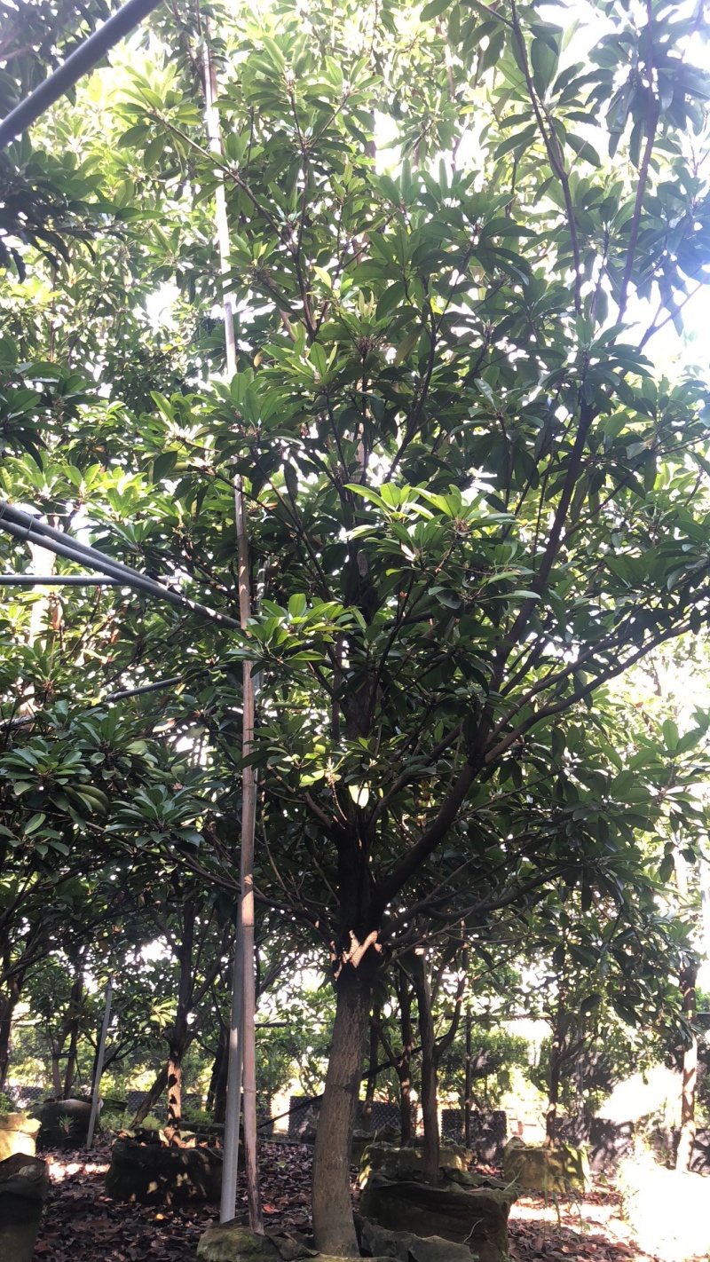 人心果
