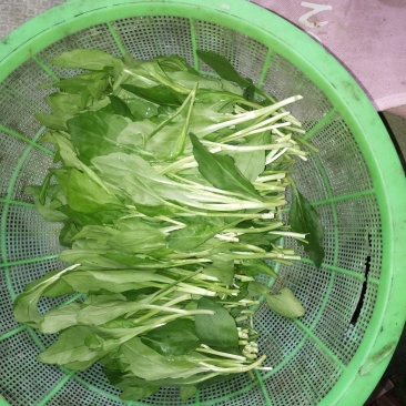 马兰头有机绿色健康蔬菜马兰头