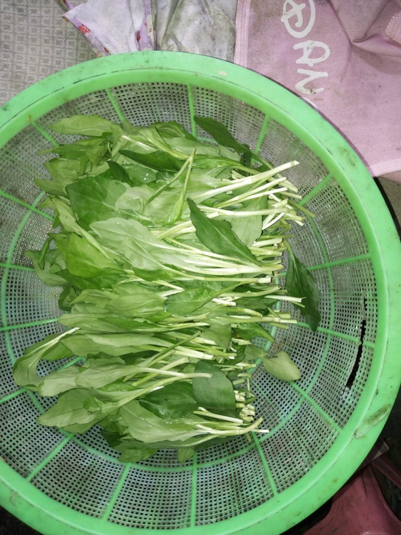 马兰头有机绿色健康蔬菜马兰头