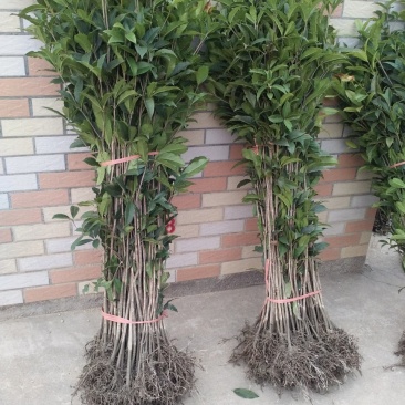 金桂桂花树苗浓香型八月桂花苗金黄色花苗圃有好货