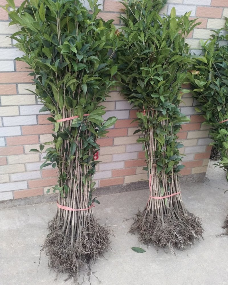 金桂桂花树苗浓香型八月桂花苗金黄色花苗圃有好货