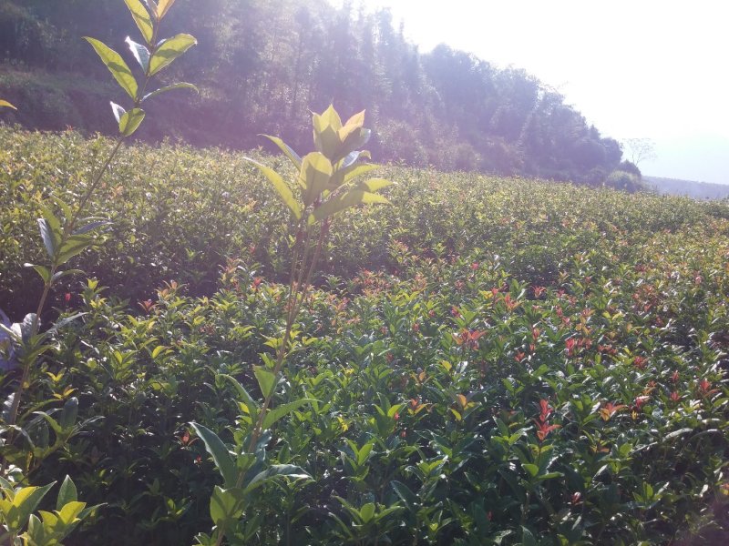 金桂桂花树苗浓香型八月桂花苗金黄色花苗圃有好货