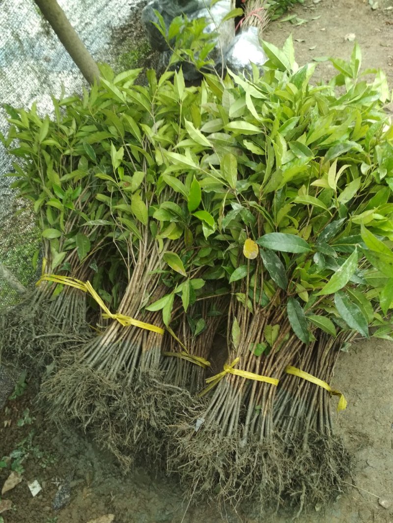 金桂桂花树苗浓香型八月桂花苗金黄色花苗圃有好货