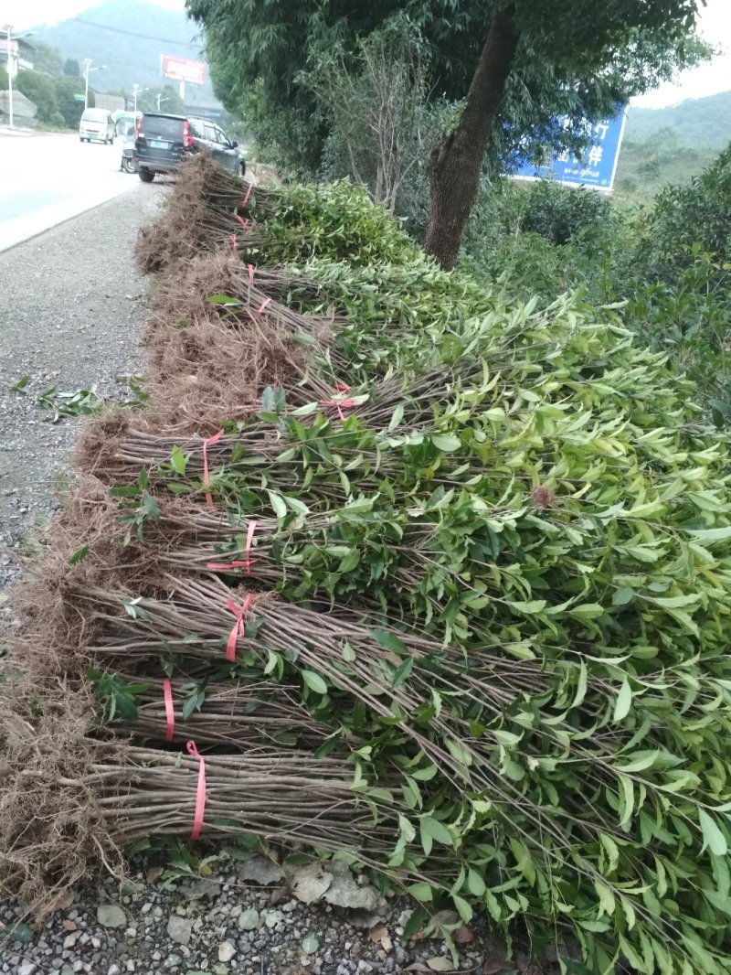 金桂桂花树苗浓香型八月桂花苗金黄色花苗圃有好货