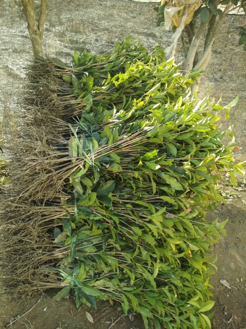 金桂桂花树苗浓香型八月桂花苗金黄色花苗圃有好货