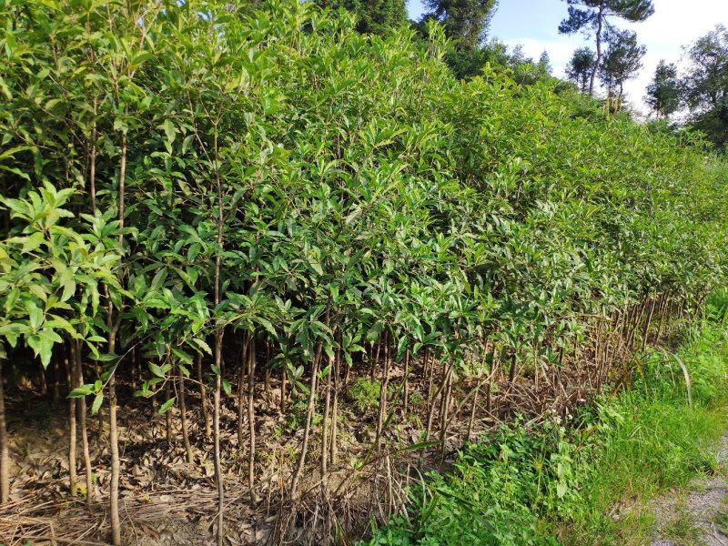 金桂桂花树苗浓香型八月桂花苗金黄色花苗圃有好货