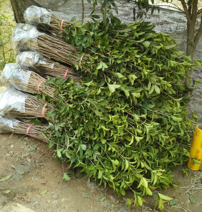 金桂桂花树苗浓香型八月桂花苗金黄色花苗圃有好货