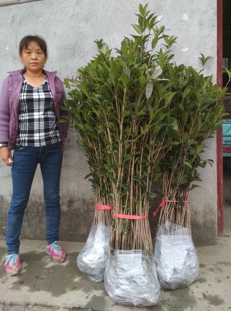 金桂桂花树苗浓香型八月桂花苗金黄色花苗圃有好货